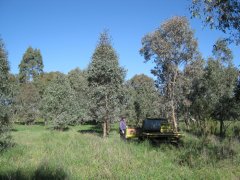 Tree plot 1 July 14.JPG